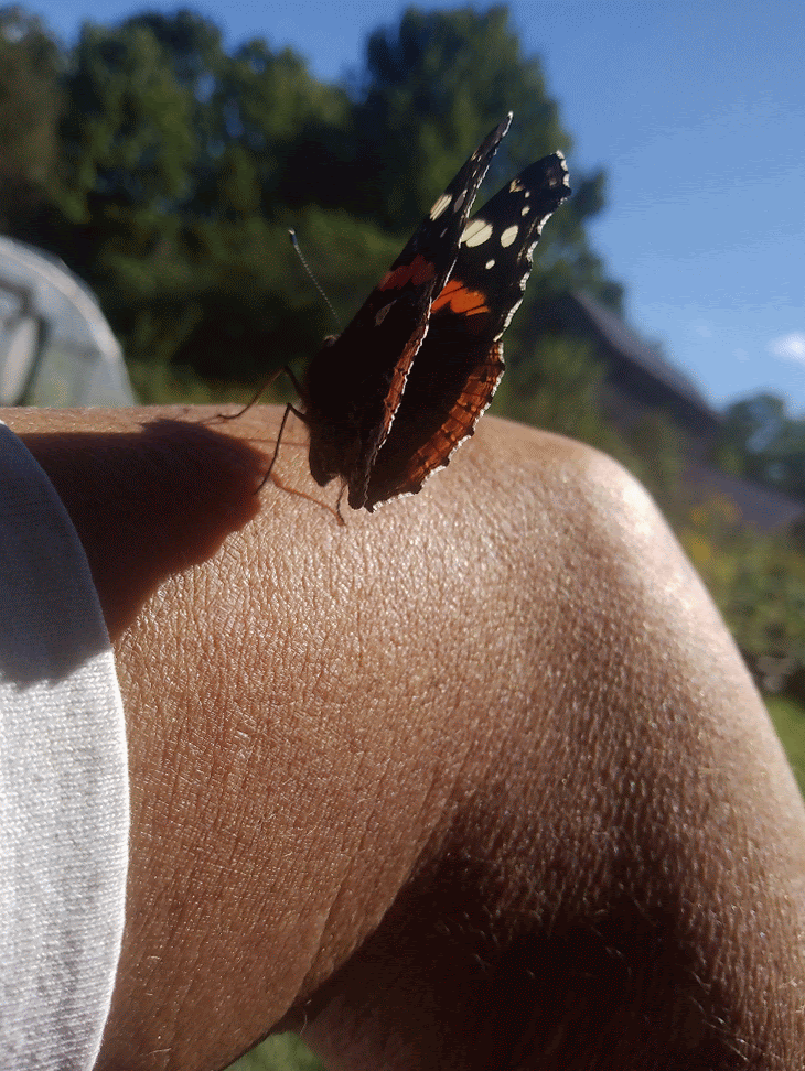 Poem: “The Monarch Effect”